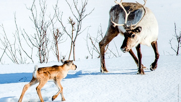 Abb. 2: Screenshot aus Ailos Reise (2019). Verleih: Ascot Elite.