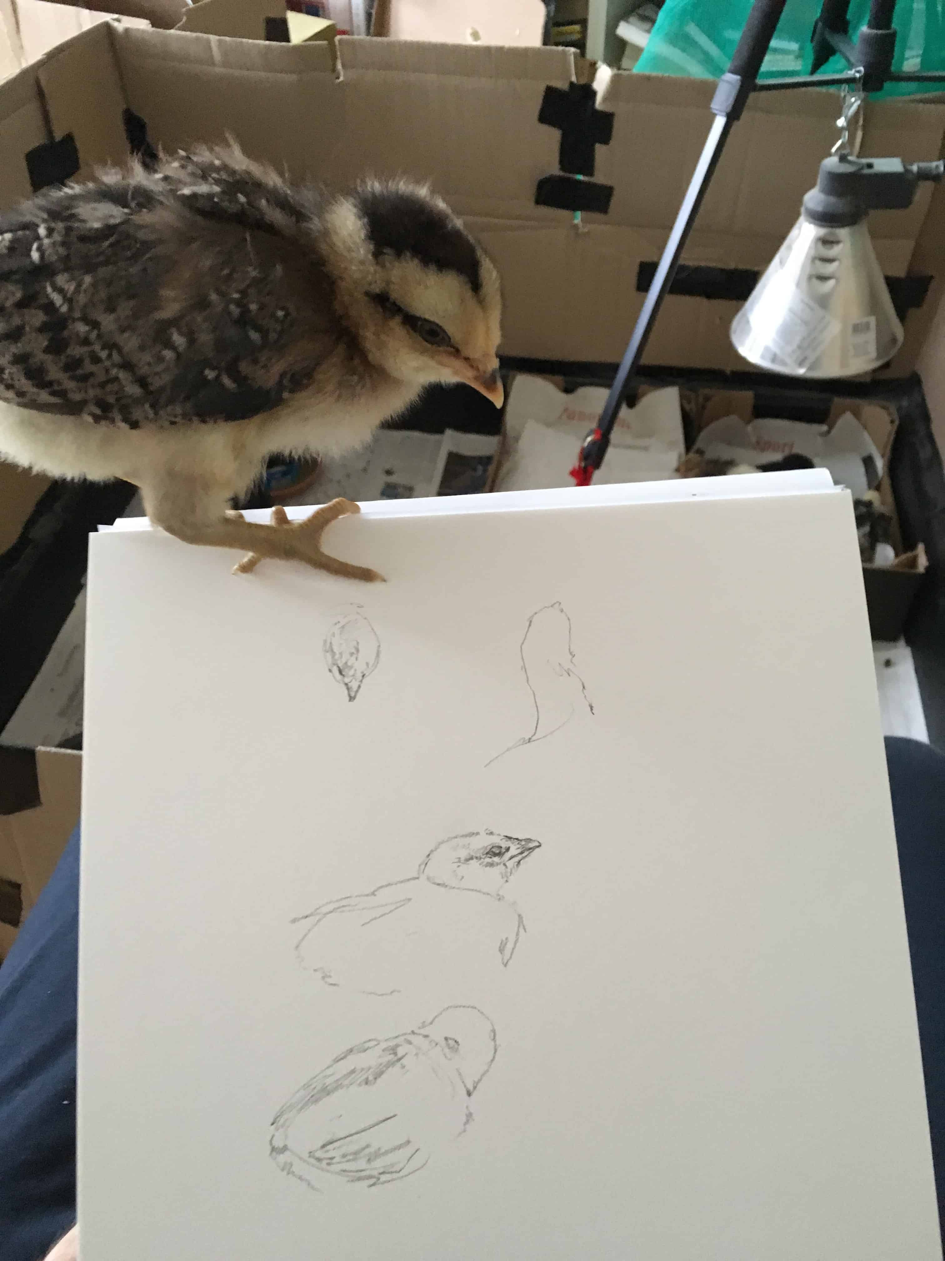 Küken auf Illustrationsbogen, (c) Sebastian Meschenmoser