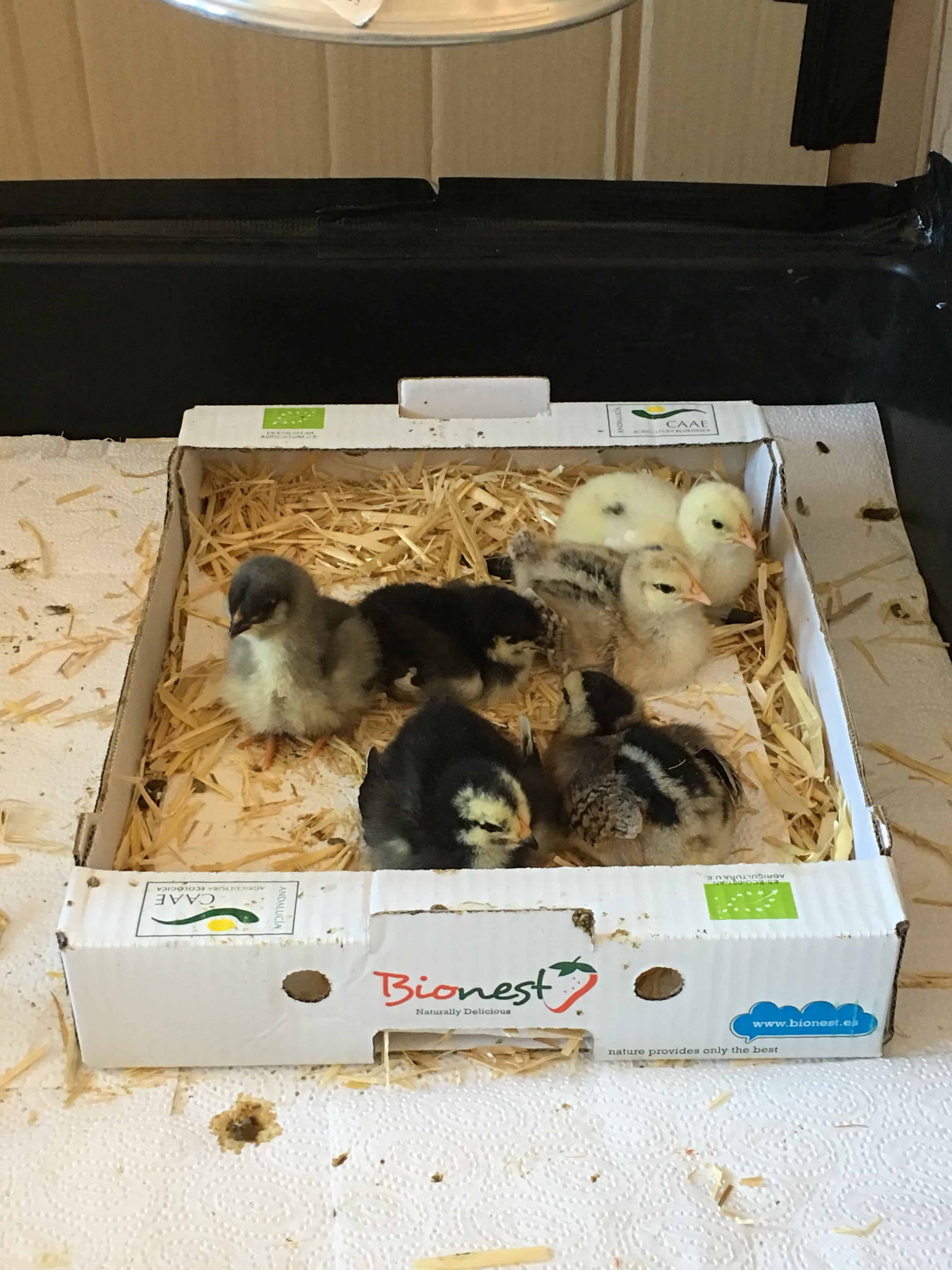 Küken in Bananenkiste, (c) Sebastian Meschenmoser